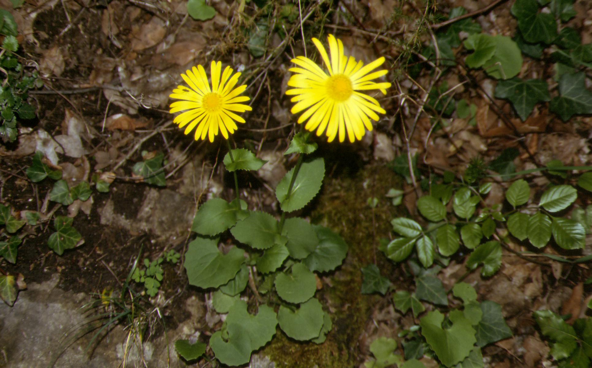 Doronicum columnae / Doronico di Colonna